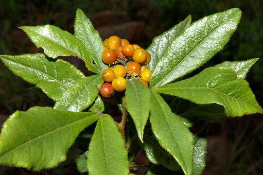 Image of Searsia harveyi (Moffett) Moffett