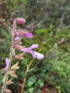 Image of Salvia manantlanensis Ramamoorthy