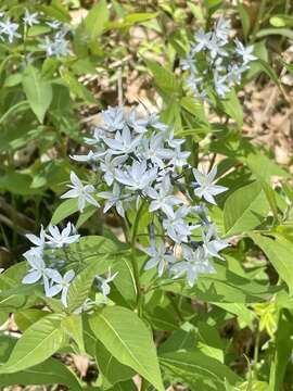 Image de Amsonia tabernaemontana var. salicifolia (Pursh) Woodson