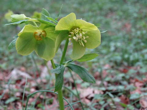 Image of Helleborus odorus subsp. cyclophyllus (A. Braun) Strid