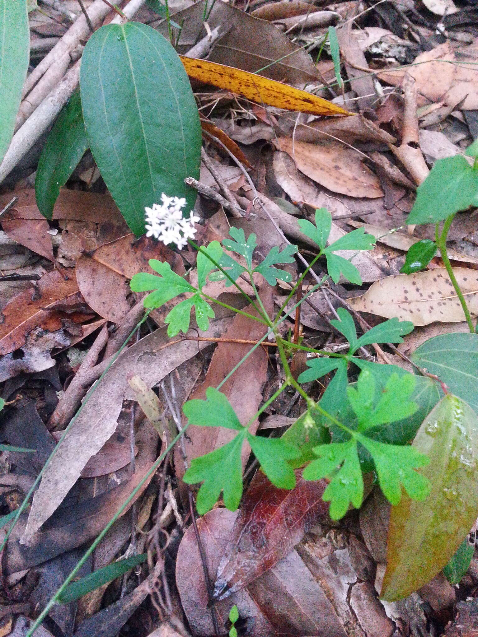 Imagem de Trachymene procumbens (F. Müll.) Benth.