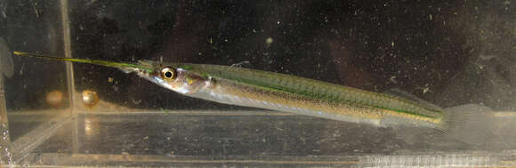 Image of Hooghly halfbeak