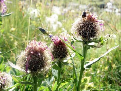 Imagem de Centaurea nervosa Willd.