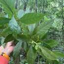 Imagem de Callicarpa remotiflora T. P. Lin & J. L. Wang