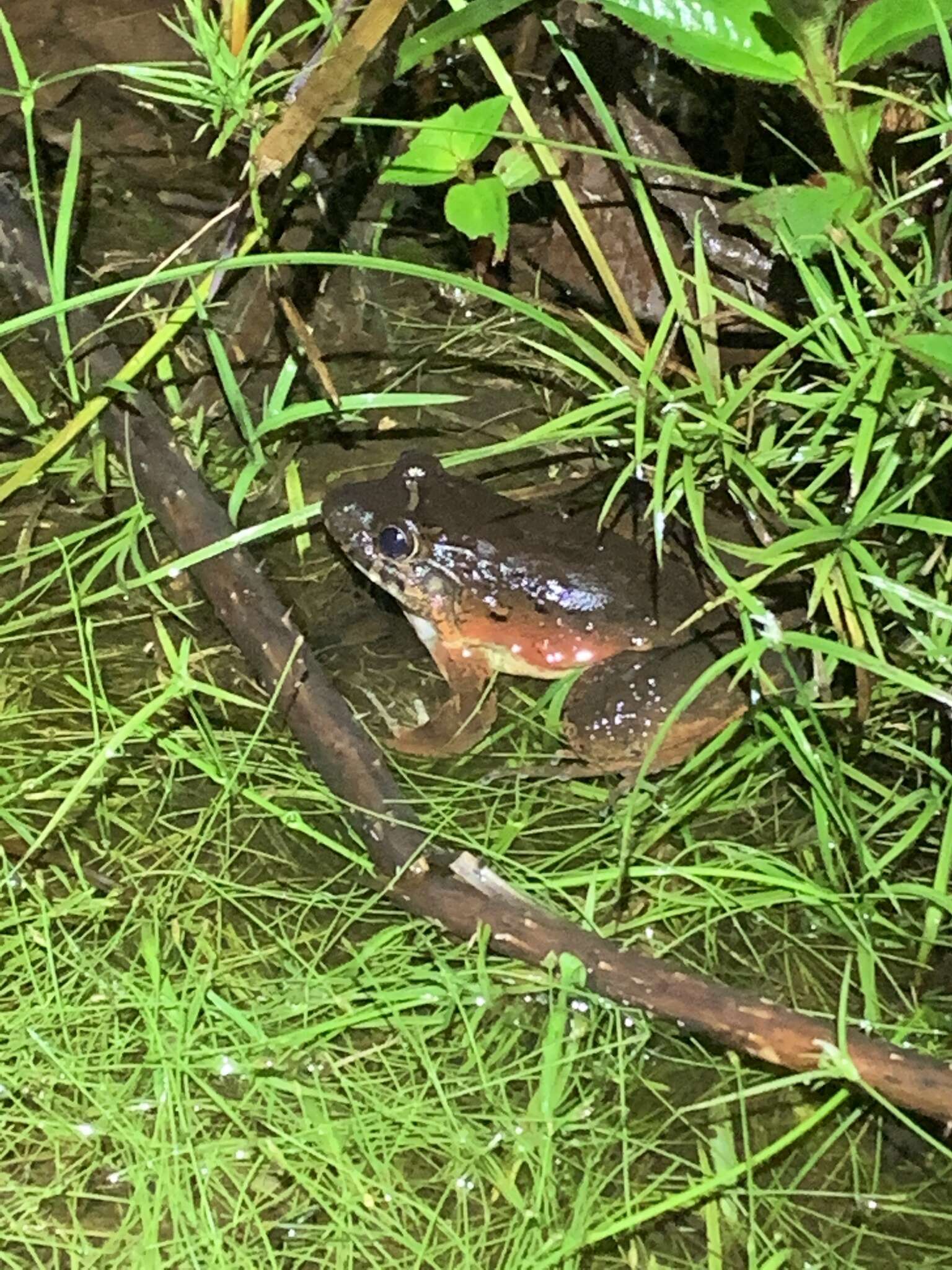 Sivun Leptodactylus wagneri (Peters 1862) kuva