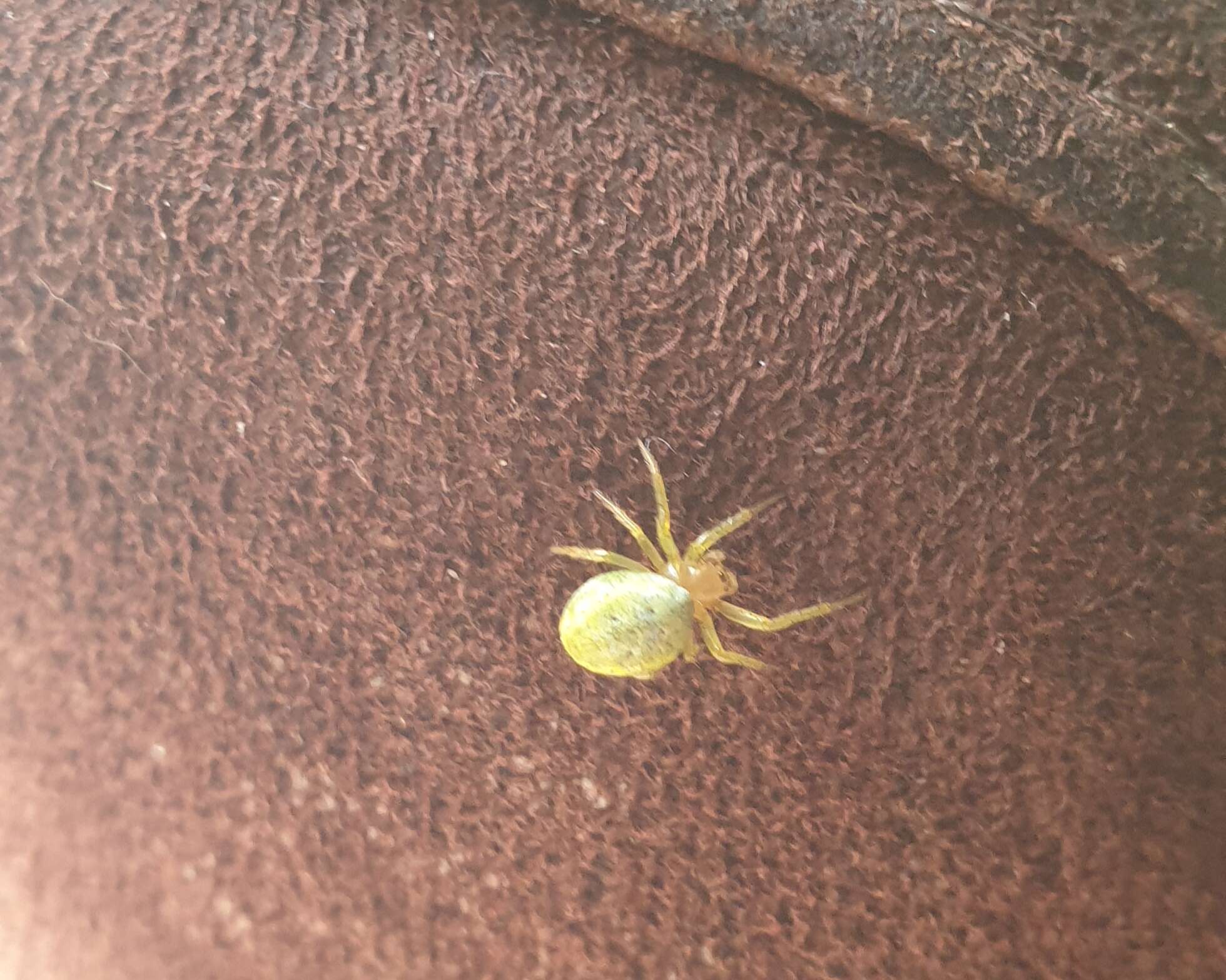 Image of Cucumber green spider