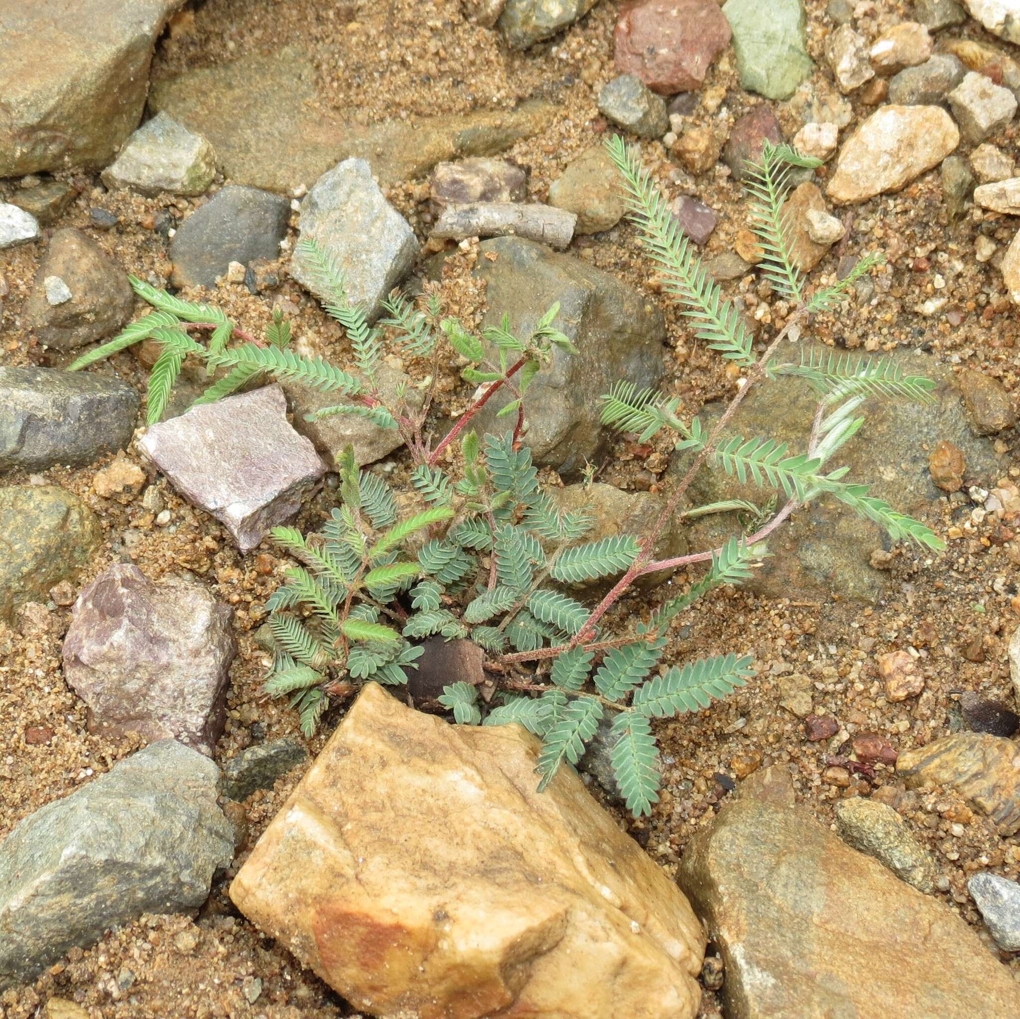 Image of dwarf stickpea