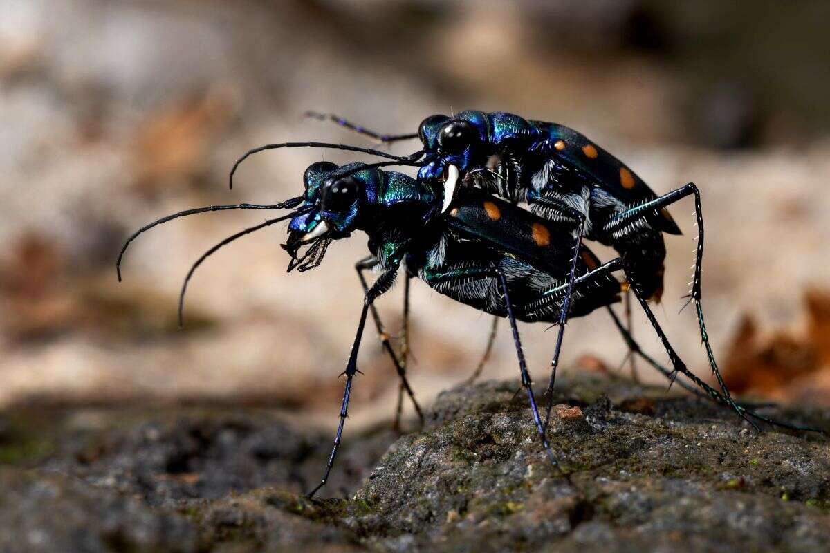 Image of Cicindela (Calochroa) safraneki (Werner & Wiesner 2008)