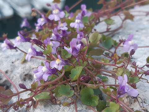 Image of Cymbalaria muralis subsp. muralis