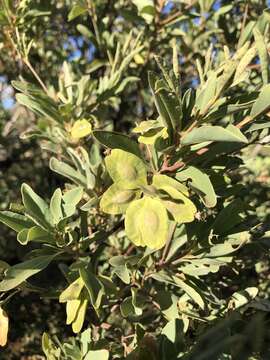 Image de Terminalia supranitifolia N. B. Byrnes