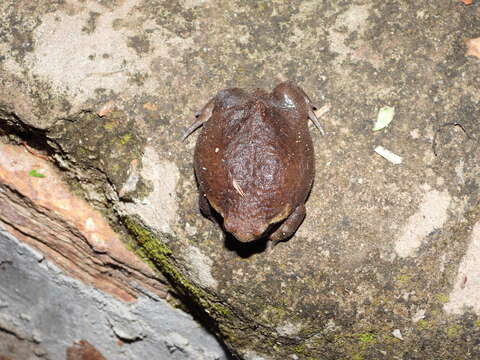 Image of Mozambique Rain Frog