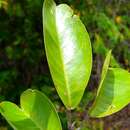 Image of Rhopalocarpus coriaceus (Scott Elliot) Capuron