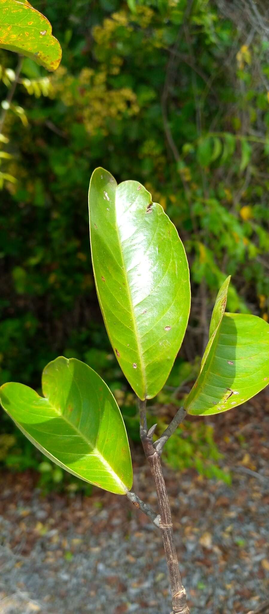 Image of Rhopalocarpus coriaceus (Scott Elliot) Capuron