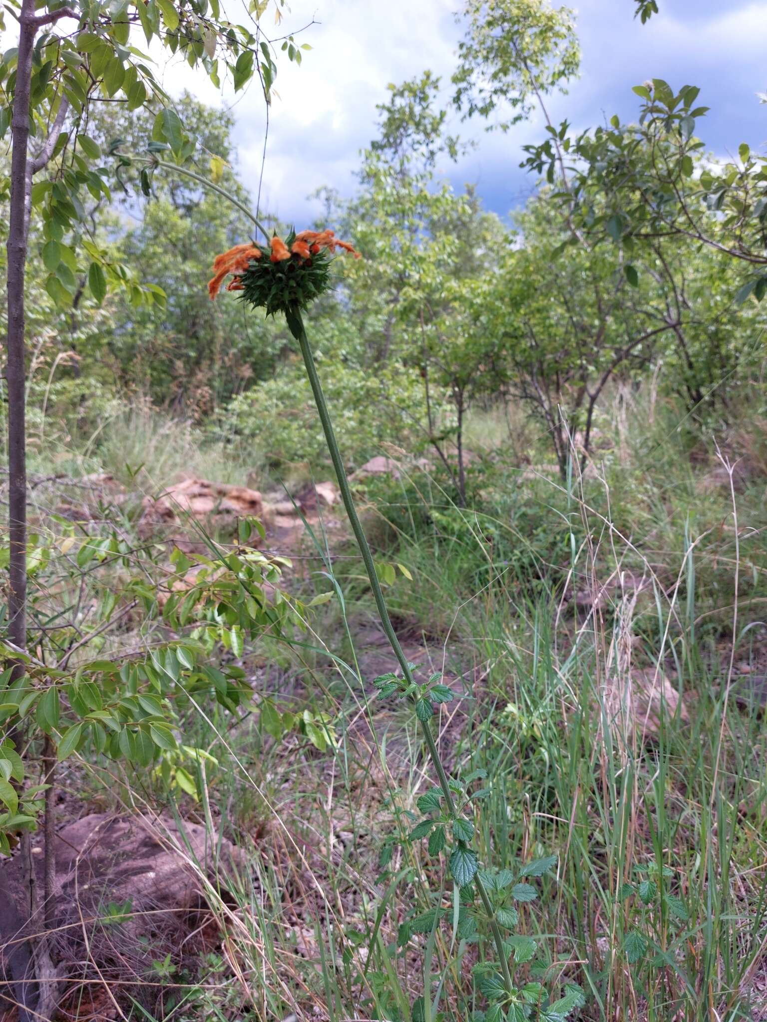 Image of Leonotis ocymifolia var. schinzii (Gürke) Iwarsson