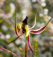 Image of Pointing spider orchid