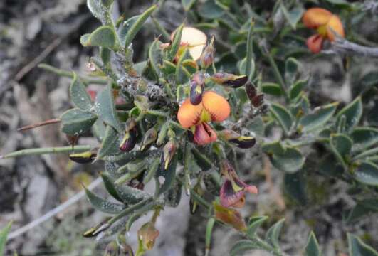 Image de Daviesia arenaria Crisp