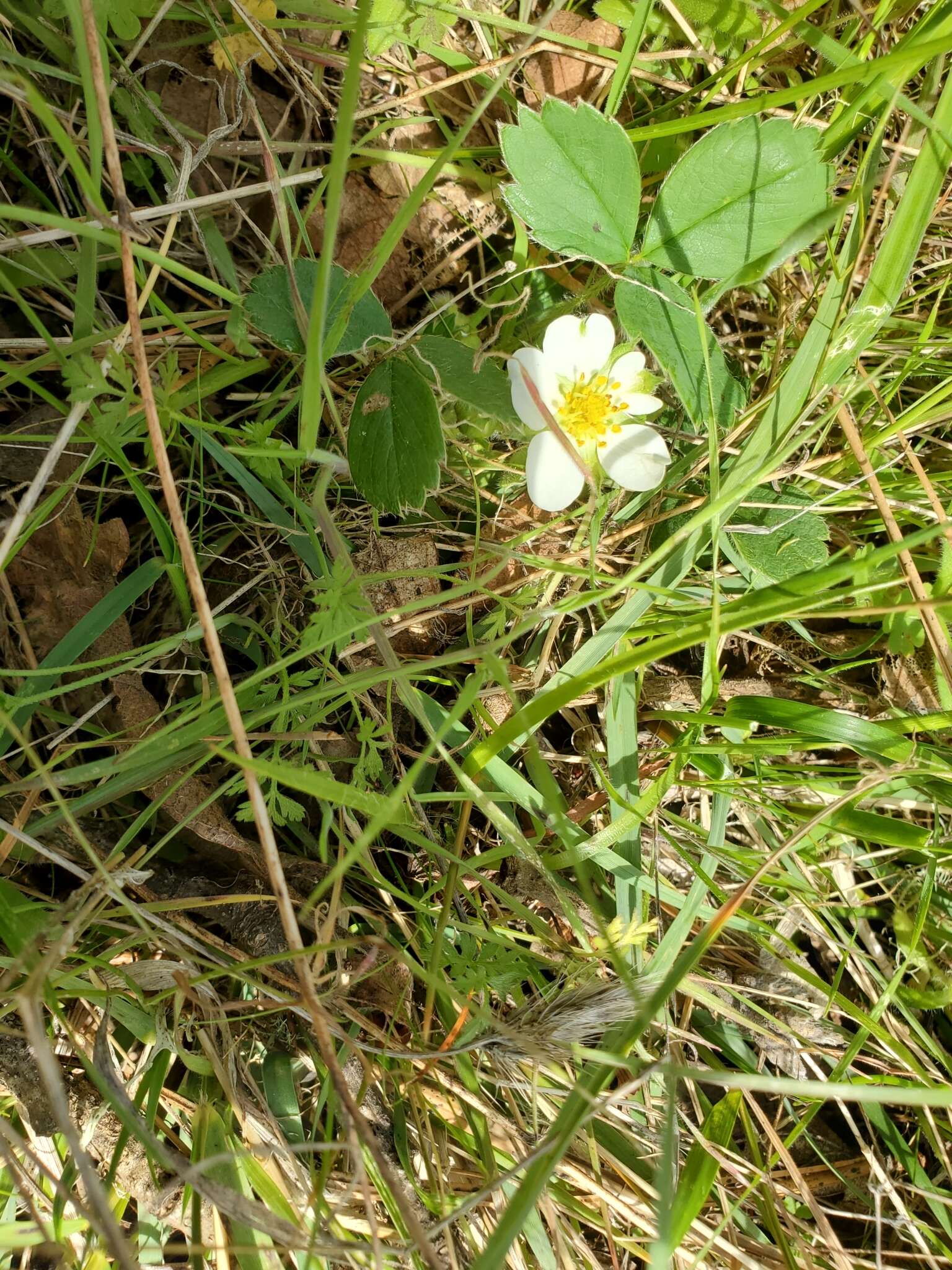 Image of Virginia strawberry