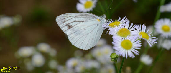 Image of Pieris melete Ménétriès 1857