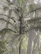 Image of Assai palm