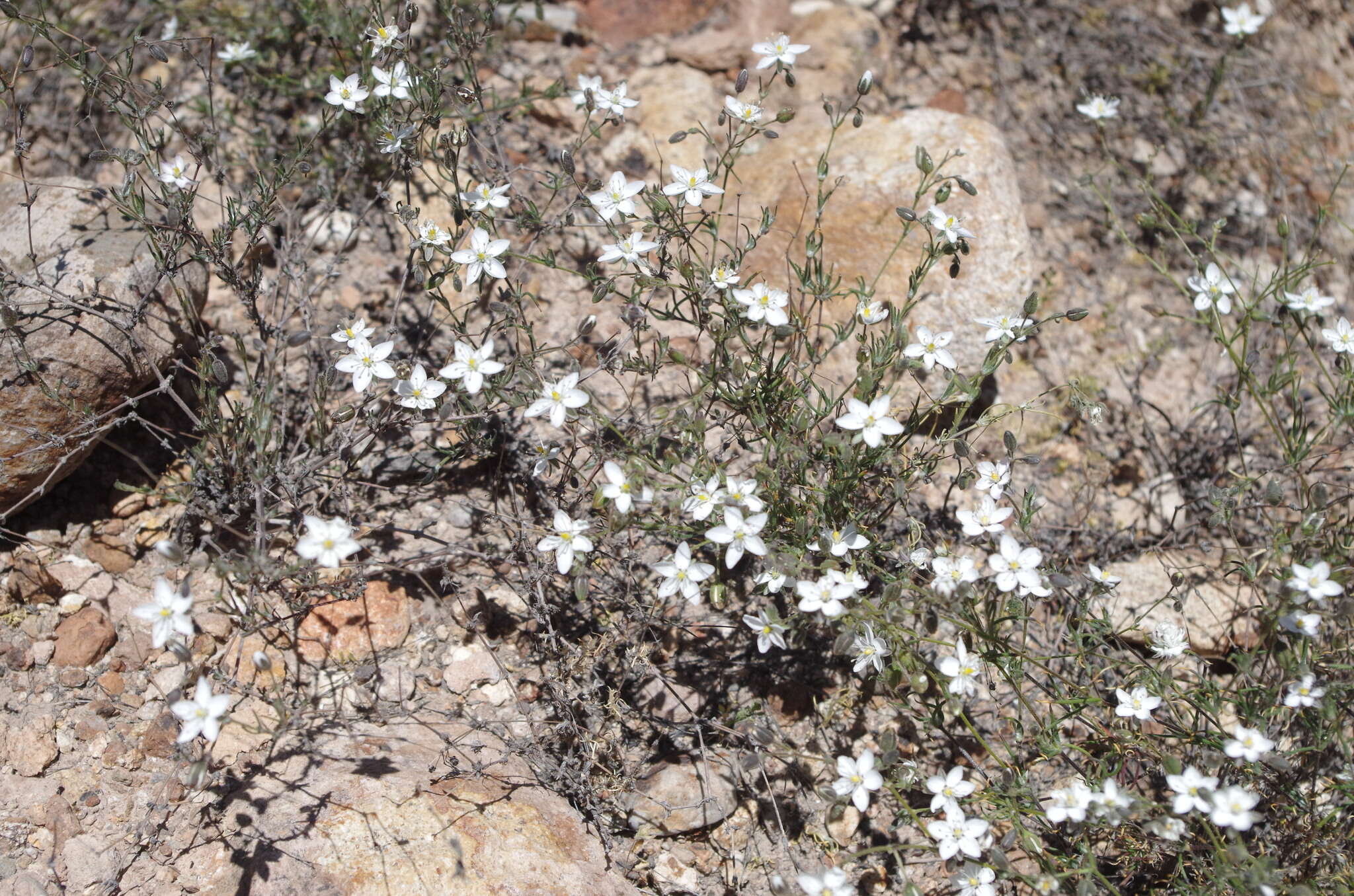 Image of Spergularia fasciculata Phil.