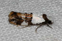 Image of Blotched monopis moth