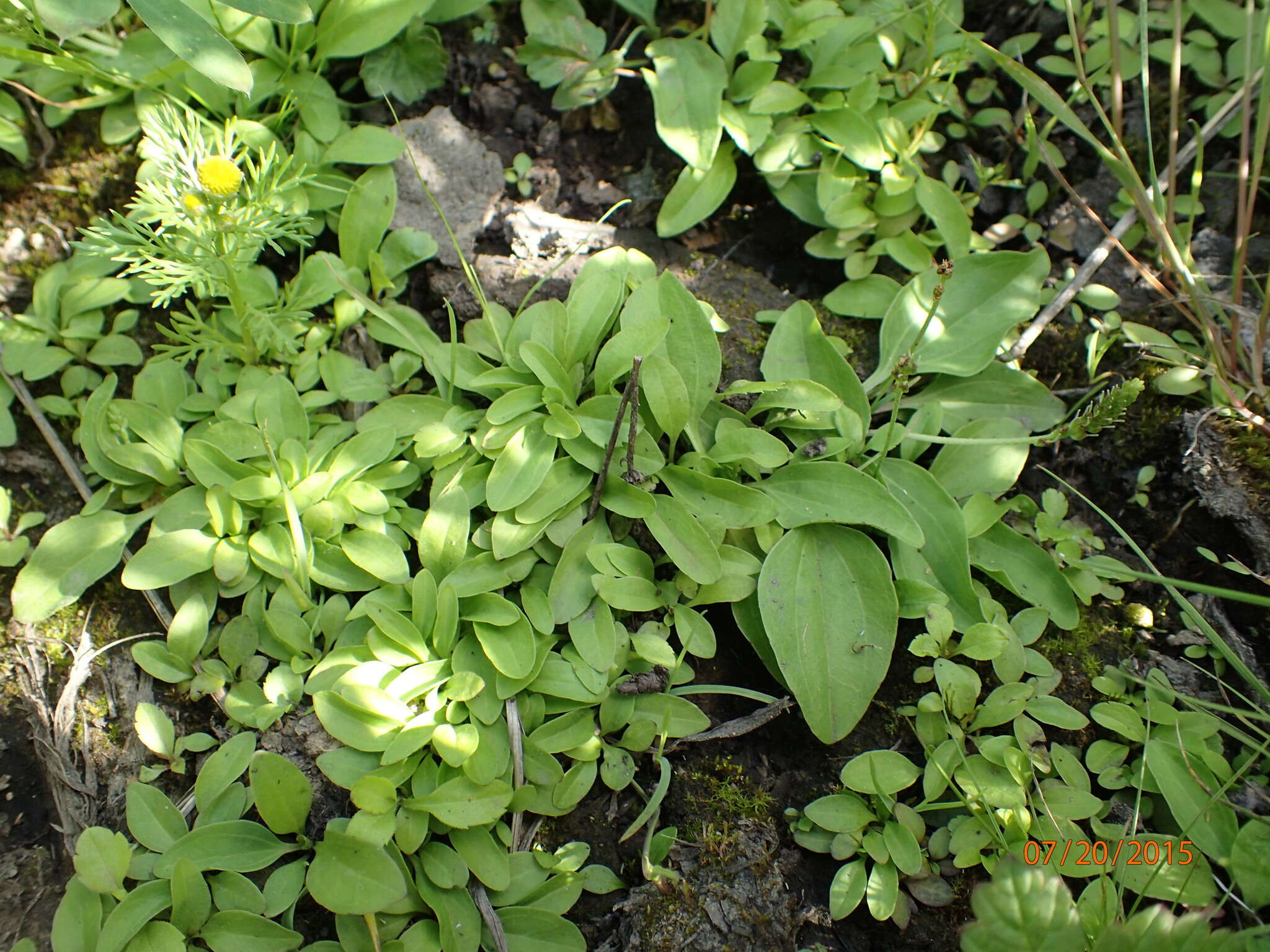 Plancia ëd Plantago maior