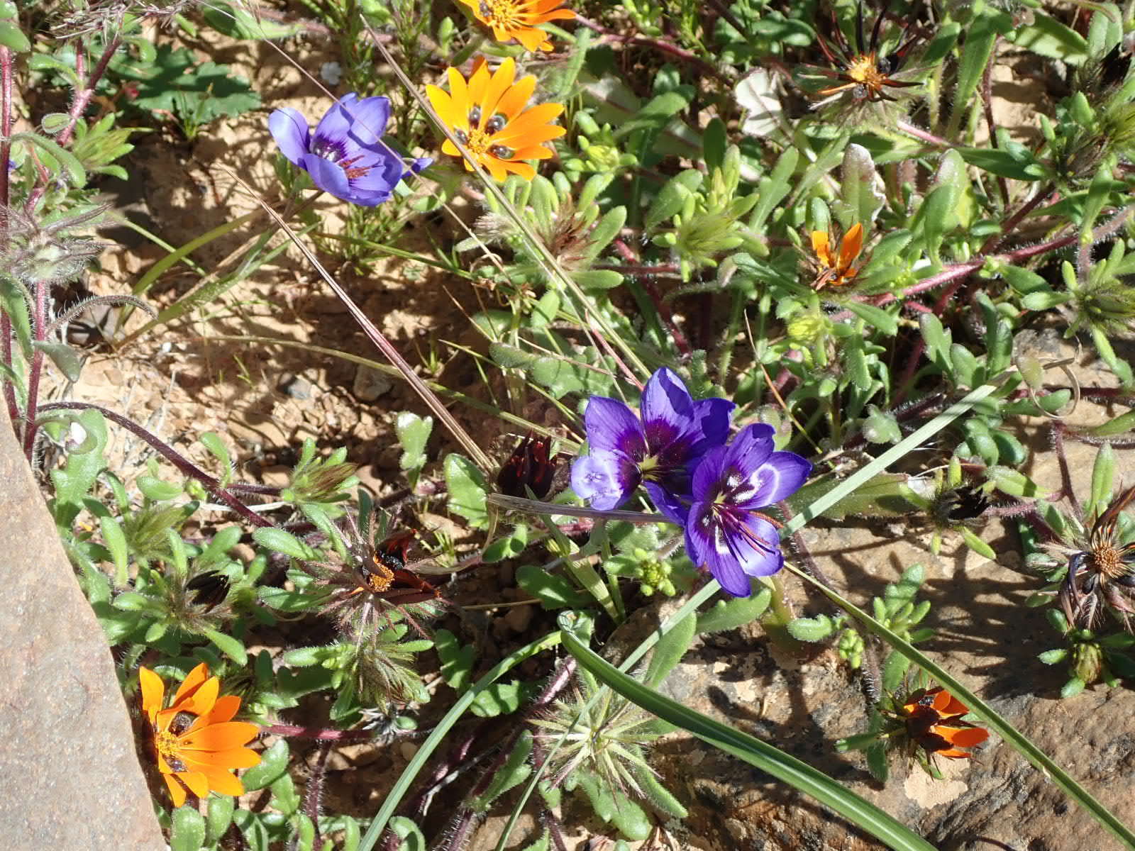 Image of Geissorhiza splendidissima Diels