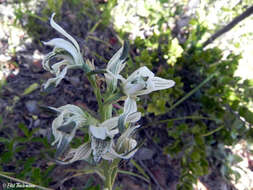 Image of Chloraea multiflora Lindl.