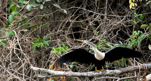 Plancia ëd Anhinga Brisson 1760