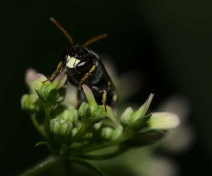 Image of Punctate masked bee