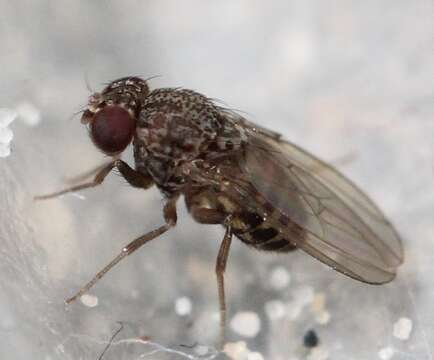 Image of Pomace fly