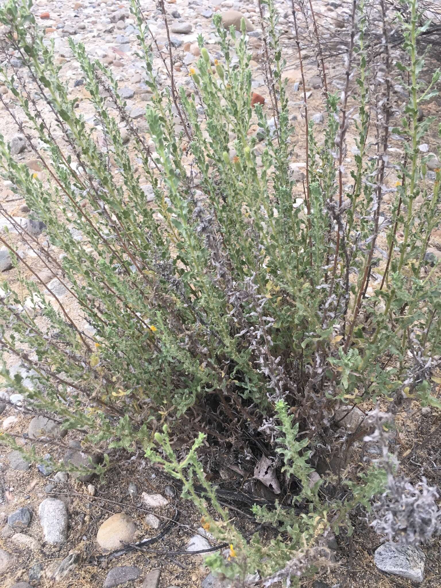 Image of sessileflower false goldenaster