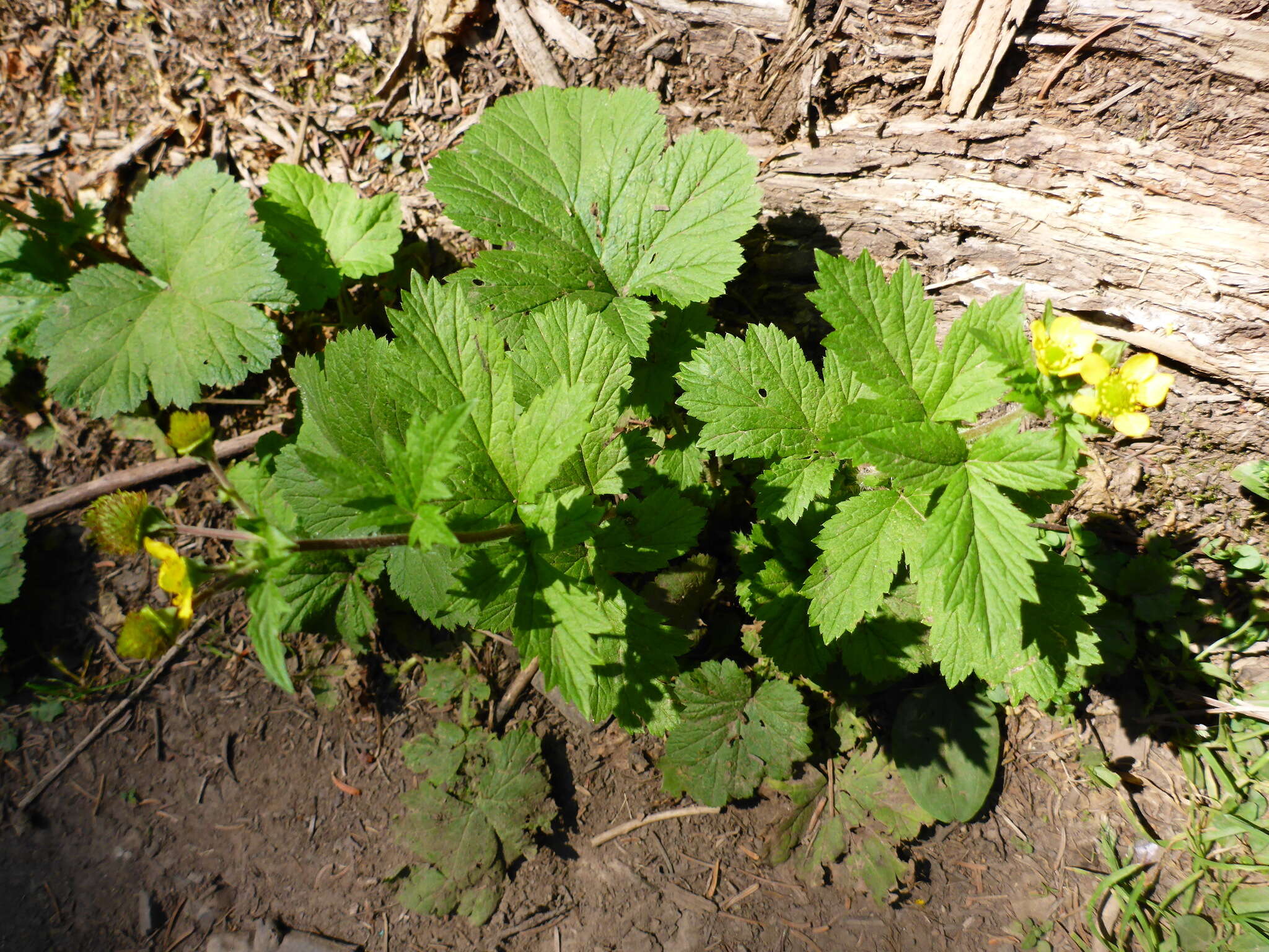 Image de Geum macrophyllum var. macrophyllum