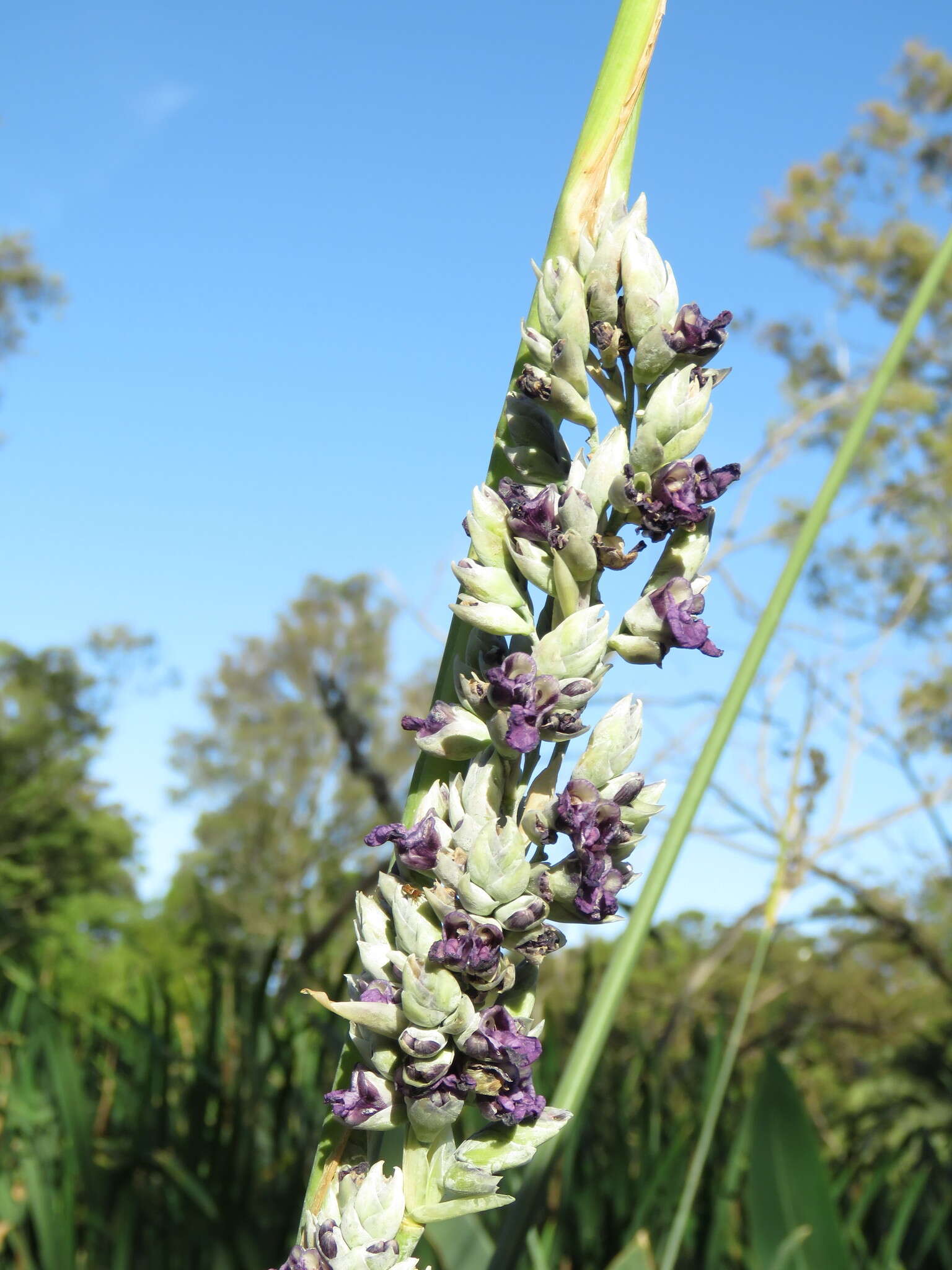 Thalia multiflora Horkel ex Körn.的圖片