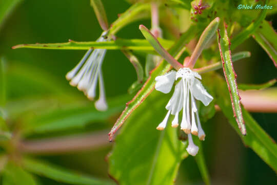 Image of Gongylocarpus