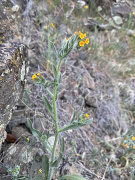 Image of tarweed fiddleneck