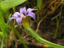 Imagem de Romulea columnae subsp. rollii (Parl.) Marais