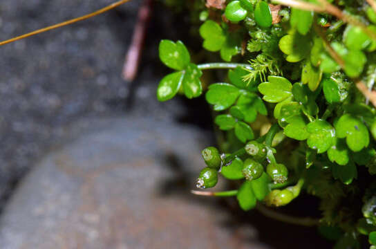 صورة Azorella nitens Petrie