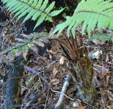 Image of Rough Tree Fern