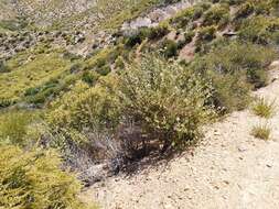 Image of San Clemente Island bushmallow