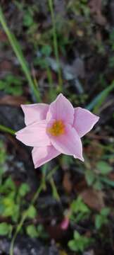 Imagem de Zephyranthes morrisclintii Traub & T. M. Howard