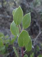 Image of Hooker's manzanita