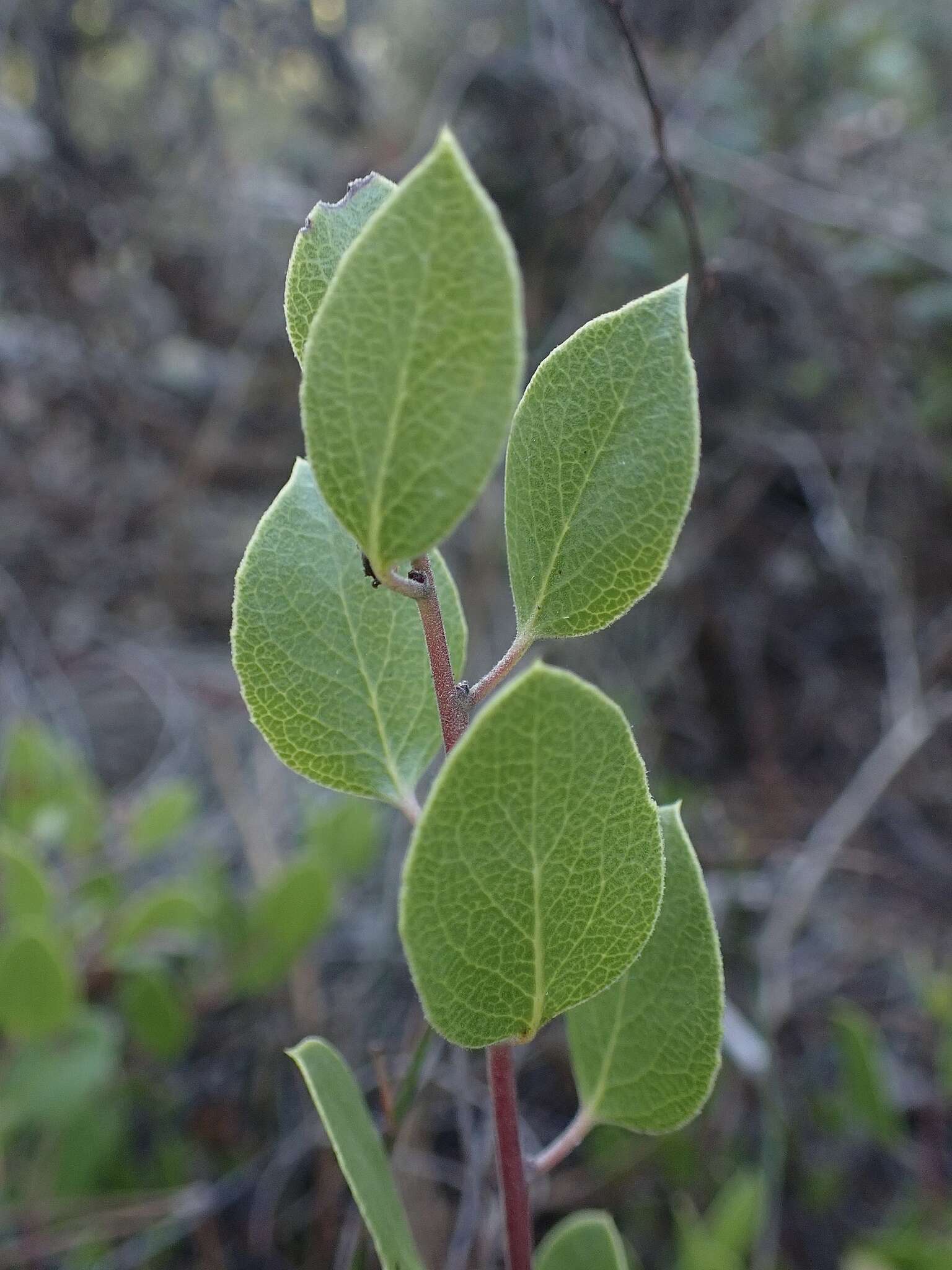 Image of Hooker's manzanita