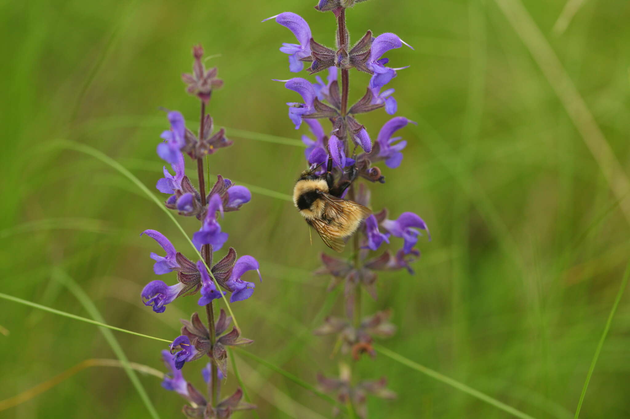 Image of Armenian Bumble Bee