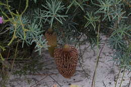 Image de Banksia nutans R. Br.