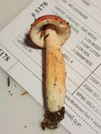 Image of Russula peckii Singer 1943