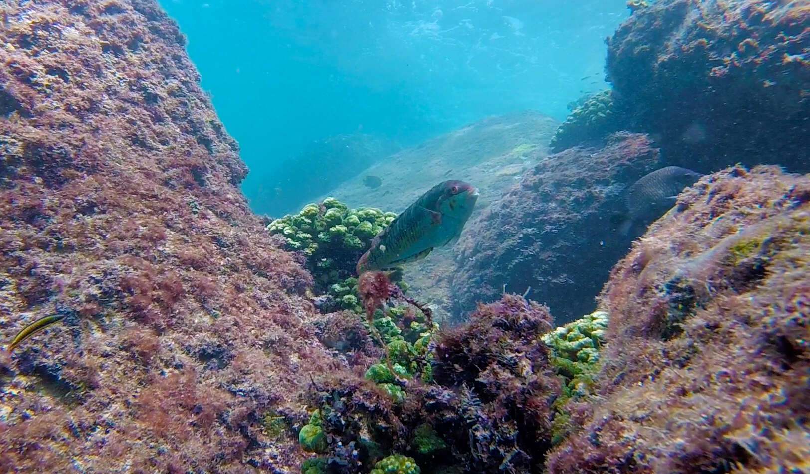 Image of Wounded wrasse
