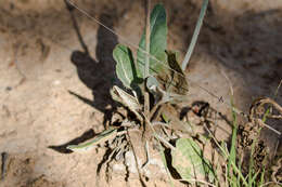 Image of redroot buckwheat