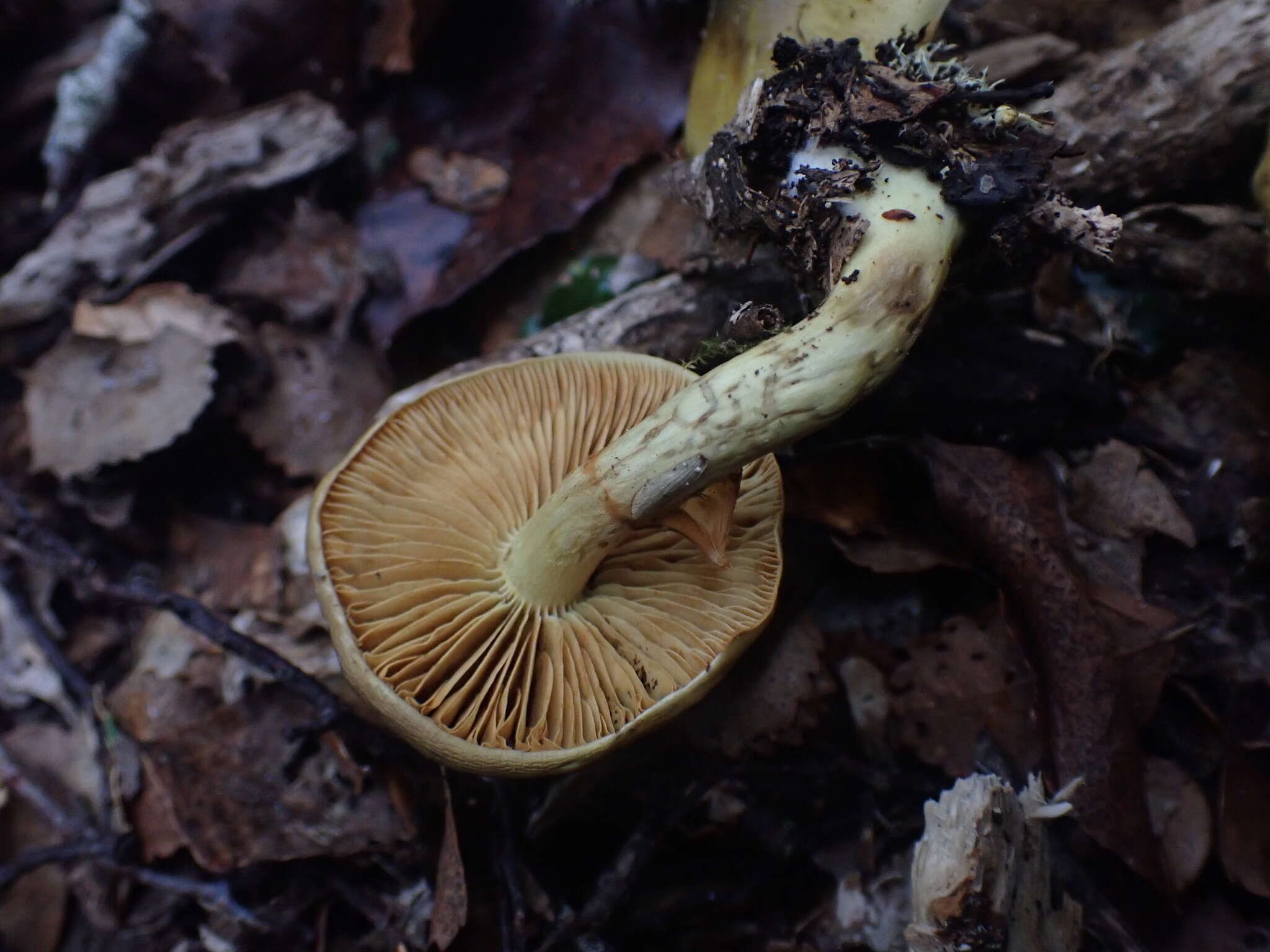 Image of Dermocybe alienata E. Horak 1988