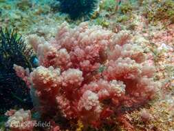 Image of Red asparagus algae